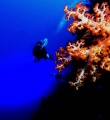   nice soft coral bunaken manado  